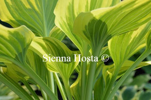 Hosta Magic Fire Stems