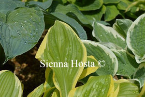 Hosta Bill Brincka