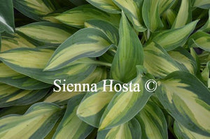 Hosta Moonstruck