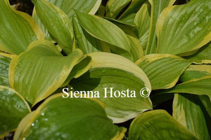 Hosta 'Bill Brincka'