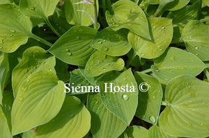 Hosta Birchwood Parky's Gold