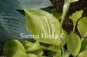 Hosta 'Birchwood Ruffled Queen'