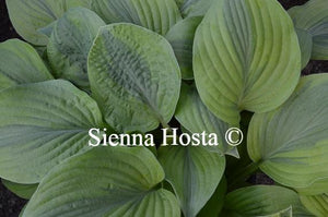 Hosta Moon Split