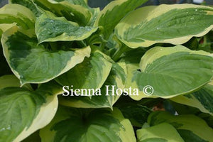 Hosta Blazing Saddles