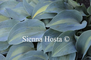 Hosta 'Olympic Sunrise'