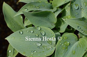 Hosta Blue Moon