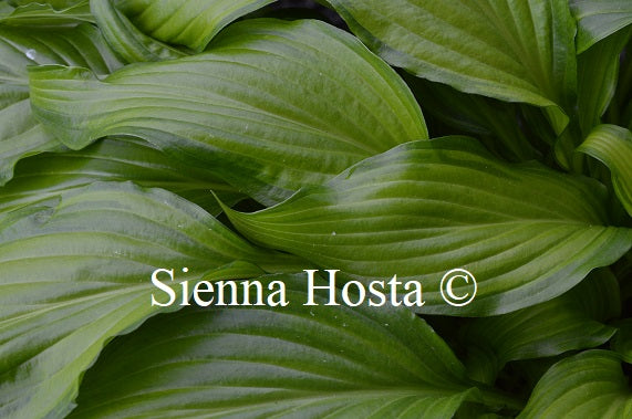 Hosta 'Spritzer'