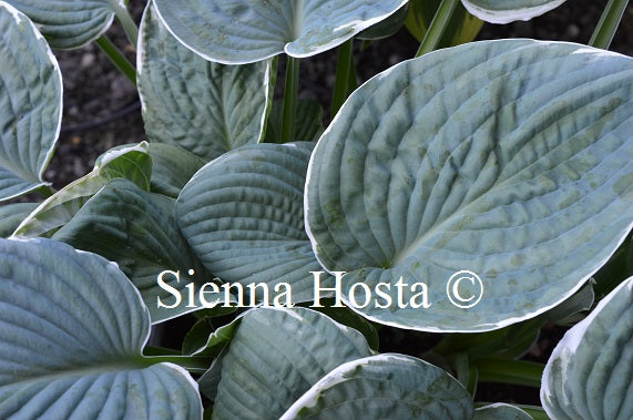 Hosta 'Silver Spray'