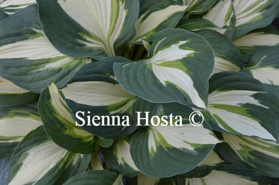 Hosta Vulcan