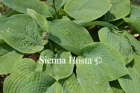 Hosta Bressingham Blue