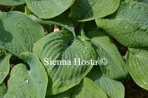 Hosta 'Bressingham Blue'