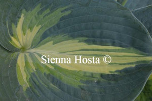 Hosta Dream Weaver