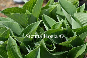 Hosta Abiqua Blue Edger