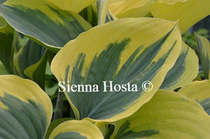 Hosta Liberty