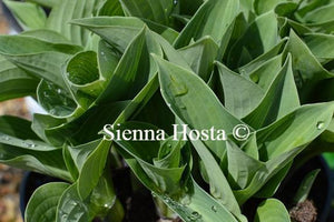 Hosta Abiqua Blue Edger