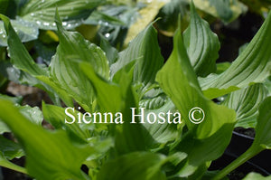 Hosta 'Bridegroom'