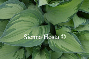 hosta fortunei var. Albopicta