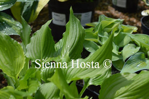 Hosta 'Bridegroom'