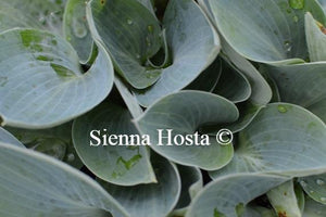 Hosta Bill Dress's Blue