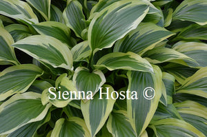 Hosta 'Yellow Splash Rim'