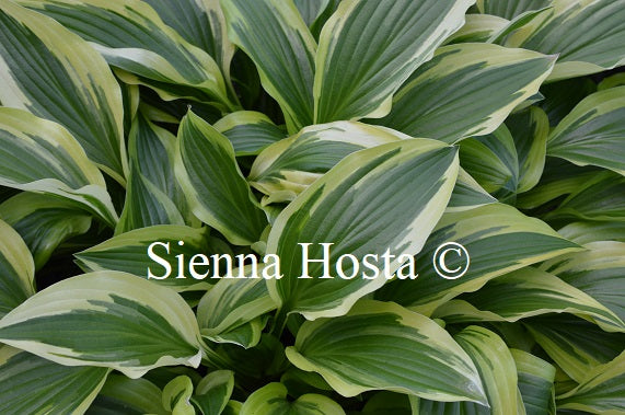 Hosta 'Yellow Splash Rim'