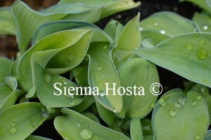 Hosta 'Bright Lights'