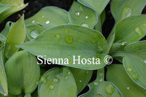 Hosta 'Bright Lights'