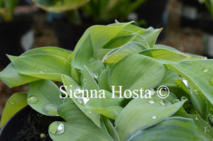Hosta 'Bright Lights'