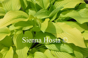 Hosta 'Gold Haze'