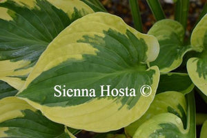 Hosta Brim Cup