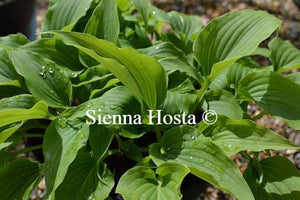 Hosta Aequinoctiiantha