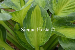 Hosta Captain Kirk