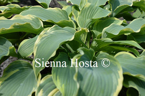 Hosta 'Emma'