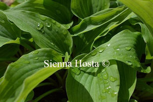 Hosta Aequinoctiiantha