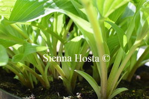 Hosta Aequinoctiiantha