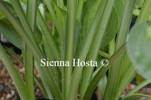 Hosta Captain Kirk Stems