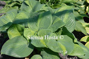 Hosta Avocado