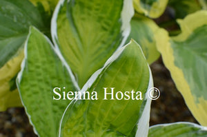 Hosta 'Captain's Adventure'