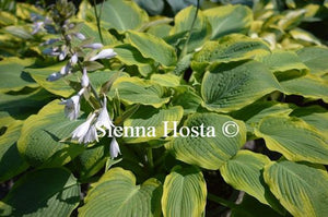 Hosta Climax