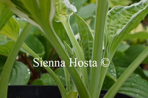 Hosta 'Captain's Adventure'