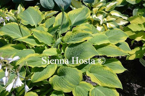 Hosta Climax