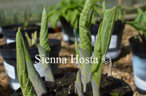 Hosta 'Allegan Emperor'