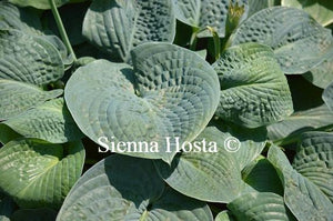 Hosta Clear Fork River Valley