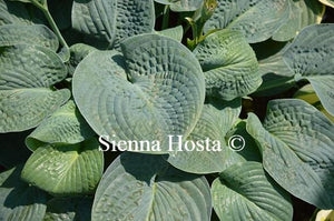 Hosta Clear Fork River Valley