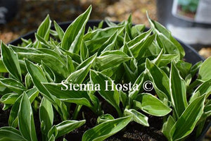 Hosta Allan P McConnell