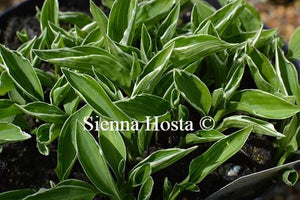 Hosta Allan P McConnell