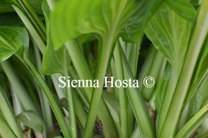 Hosta Center of Attention Stems