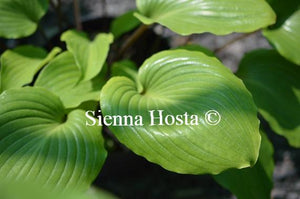 Hosta Cherry Flip