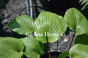 Hosta Cherry Flip