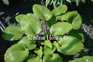 Hosta Cherry Flip